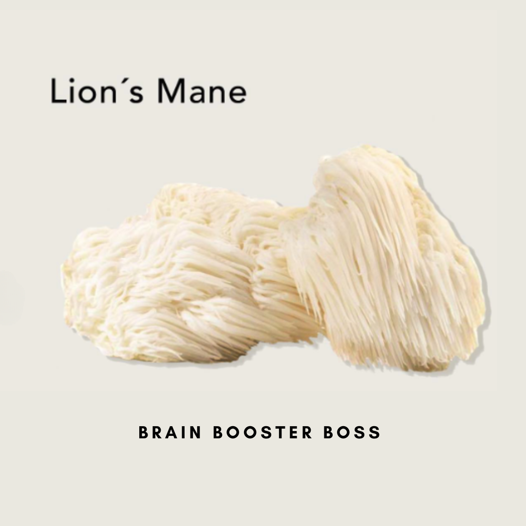 Lion's Mane: The Brain Game Changer You Need – Soulshine Spores