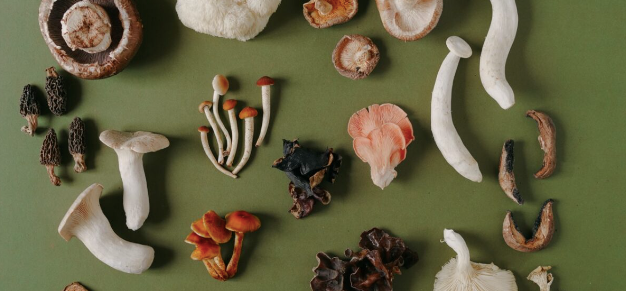WHAT ARE ADAPTOGENIC MUSHROOMS? Adaptogenic mushrooms, also known as functional mushrooms, are mushrooms with adaptogenic properties. Simply put, they help your body fight the negative effects of stress and improve your overall health.  