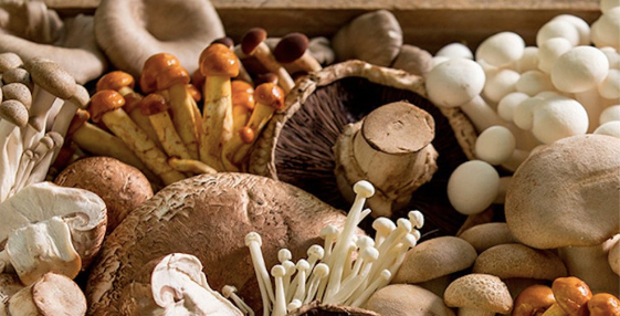  Discovering the Best Functional Mushroom for Your Health